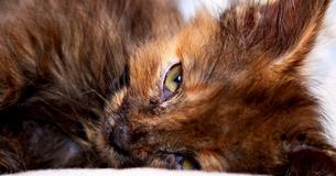 Tiny, Sick Kitten Is Adopted By Girl - A Year Later, They Almost Weigh The Same Tiny, Sick Kitten Is Adopted By Girl - A Year Later, They Almost Weigh The Same