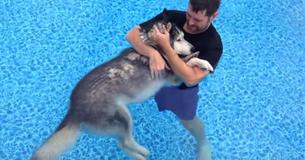 Man Not Ready To Give Up On His Paralysed Husky Brings Him Into Pool, And The Result Will Move You To Tears Man Not Ready To Give Up On His Paralysed Husky Brings Him Into Pool, And The Result Will Move You To Tears