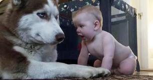Child Sneaks Up On Huge Husky, And The Entire Internet Is Talking About The Dog's Reaction Child Sneaks Up On Huge Husky, And The Entire Internet Is Talking About The Dog's Reaction