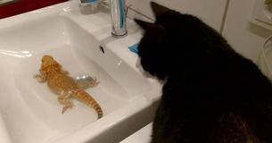 Kitty Gets A Little Too Close During Bearded Dragon's 'Me Time', So He Scares Her Away Kitty Gets A Little Too Close During Bearded Dragon's 'Me Time', So He Scares Her Away