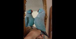 Talking Parrot Gives A 'Meaningful Pep Talk' To Itself In The Mirror Talking Parrot Gives A 'Meaningful Pep Talk' To Itself In The Mirror