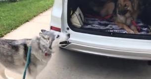 Stubborn Husky Wants To Sit In The Front Seat Of A Car And Doesn't Mind Throwing A Tantrum For It Stubborn Husky Wants To Sit In The Front Seat Of A Car And Doesn't Mind Throwing A Tantrum For It