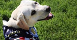 George H.W. Bush's Service Dog Mourning At His Memorial, Is Heartwrenching George H.W. Bush's Service Dog Mourning At His Memorial, Is Heartwrenching