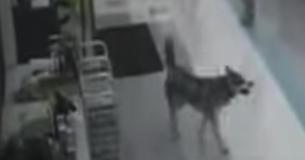 Sneaky Pup Walks Into Store And Steals Himself A Christmas Gift Sneaky Pup Walks Into Store And Steals Himself A Christmas Gift