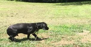 Neglected Dog Rescued And Finds Rightful Home Where He Can Be Loved Neglected Dog Rescued And Finds Rightful Home Where He Can Be Loved
