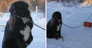 Chained Pup Could Only Take Turns Keeping One Paw Off Of The Cold Ground Chained Pup Could Only Take Turns Keeping One Paw Off Of The Cold Ground