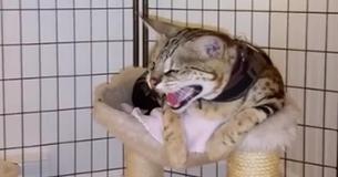 Savannah Cat Is Not Happy About The Addition Of A New Kitten In The Family Savannah Cat Is Not Happy About The Addition Of A New Kitten In The Family