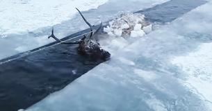 Drowning Stag Cries For Help From Frozen Lake — Finally, Help Arrives, But Not From Whom You’d Expect Drowning Stag Cries For Help From Frozen Lake — Finally, Help Arrives, But Not From Whom You’d Expect