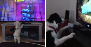 These Pups Enjoy Watching TV More Than Humans Do These Pups Enjoy Watching TV More Than Humans Do