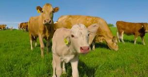 Desperate Mama Cow Worried About Her Newborn Calf Asks Passerby To Rescue Him Desperate Mama Cow Worried About Her Newborn Calf Asks Passerby To Rescue Him