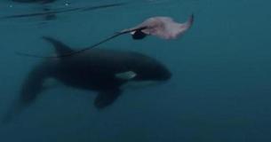 Killer Whale Gives Stingray A Hard Whack With Its Tail Sending It Flying Out Of The Water Killer Whale Gives Stingray A Hard Whack With Its Tail Sending It Flying Out Of The Water
