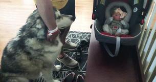 Ce Malamute d'Alaska hurle de joie quand il rencontre enfin sa petite sœur. Ce Malamute d'Alaska hurle de joie quand il rencontre enfin sa petite sœur.