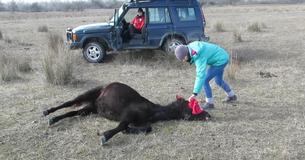 Un cheval enchaîné exprime sa reconnaissance de la plus belle des façons au vétérinaire qui l'a libéré Un cheval enchaîné exprime sa reconnaissance de la plus belle des façons au vétérinaire qui l'a libéré