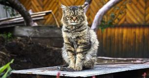 Un chat adopté en 1988 célèbre son 30e anniversaire cette année Un chat adopté en 1988 célèbre son 30e anniversaire cette année