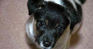 Un homme lit un article sur un chien volé et voit un voleur juste devant lui - il appelle le chien par son nom et le sauve Un homme lit un article sur un chien volé et voit un voleur juste devant lui - il appelle le chien par son nom et le sauve