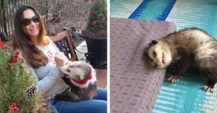 This Orphan Opossum Resisted Being Released Back Into The Wild This Orphan Opossum Resisted Being Released Back Into The Wild