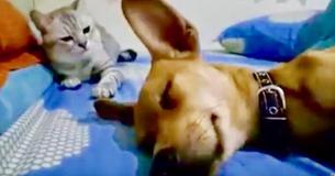 La réaction de ce chat face à un chien qui pète dans son sommeil est hilarante La réaction de ce chat face à un chien qui pète dans son sommeil est hilarante