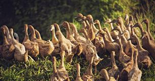Ducks Instead Of Pesticides? This Ancient Chinese Farming Technique Is Becoming Popular Worldwide Ducks Instead Of Pesticides? This Ancient Chinese Farming Technique Is Becoming Popular Worldwide