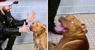 This Man Does Magic For Shelter Dogs And Their Reactions Will Make Your Day This Man Does Magic For Shelter Dogs And Their Reactions Will Make Your Day