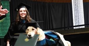 This Service Dog Gets Honorary Diploma After Owner Gets Her Degree This Service Dog Gets Honorary Diploma After Owner Gets Her Degree