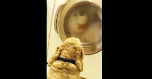 Dog Watches His Teddy Bear Being Washed And His Reaction Has Won The Internet Dog Watches His Teddy Bear Being Washed And His Reaction Has Won The Internet