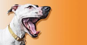8 choses que votre chien essaie de dire quand il aboie et pourquoi vous ne devriez jamais le punir pour cela 8 choses que votre chien essaie de dire quand il aboie et pourquoi vous ne devriez jamais le punir pour cela
