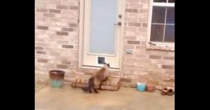 Man Struggles For Hours To Install New Cat Door - Only To Be Outsmarted By Kitty Man Struggles For Hours To Install New Cat Door - Only To Be Outsmarted By Kitty
