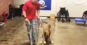 Un berger allemand particulièrement enthousiaste devient l'idole d'Internet après avoir échoué le test pour devenir chien guide Un berger allemand particulièrement enthousiaste devient l'idole d'Internet après avoir échoué le test pour devenir chien guide