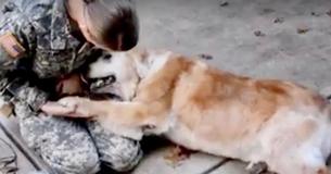 Footage Of Adorable Moment Senior Pup Realizes Her Soldier Owner Is Standing In Front of Her Footage Of Adorable Moment Senior Pup Realizes Her Soldier Owner Is Standing In Front of Her