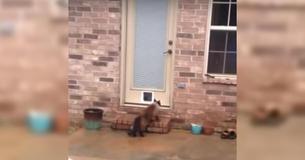 Après des heures à galérer pour installer une chatière, son chat entre en jeu de manière hilarante Après des heures à galérer pour installer une chatière, son chat entre en jeu de manière hilarante