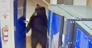 Bear Turns Doorknob And Walks Straight Into Police Station On Two Hind Legs In California Bear Turns Doorknob And Walks Straight Into Police Station On Two Hind Legs In California