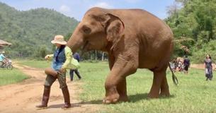 Vidéo réconfortante d'un l'éléphant appelant la soignante pour la conduire à son bébé Vidéo réconfortante d'un l'éléphant appelant la soignante pour la conduire à son bébé