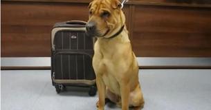 Sad Dog Is Found All Alone At Train Station Tied To A Suitcase Full Of His Favorite Toys Sad Dog Is Found All Alone At Train Station Tied To A Suitcase Full Of His Favorite Toys
