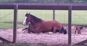 Baby Goats Spot Resting Horse And Within Moments It Becomes A Comical Scene Captured On Film Baby Goats Spot Resting Horse And Within Moments It Becomes A Comical Scene Captured On Film