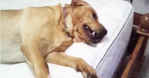 Huge Dog Won’t Move From Bed Even For A Treat, But Takes Off Running When Owner Says ‘Squirrel’ Huge Dog Won’t Move From Bed Even For A Treat, But Takes Off Running When Owner Says ‘Squirrel’