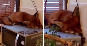Une famille se réveille et trouve un renard qui dort sur son four à micro-ondes Une famille se réveille et trouve un renard qui dort sur son four à micro-ondes