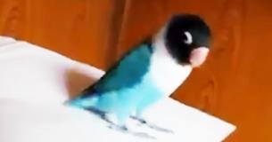 Every Night Daddy Puts On The River Dance Music. The Parrot Proceeds To Make The Hilarious Moves. Every Night Daddy Puts On The River Dance Music. The Parrot Proceeds To Make The Hilarious Moves.