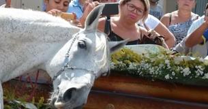 Un cheval en deuil renifle le cercueil de son propriétaire à ses funérailles et s'effondre Un cheval en deuil renifle le cercueil de son propriétaire à ses funérailles et s'effondre