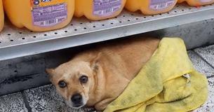 Happy Ending For Wet Shivering Chihuahua After He's Found Hiding In Store Happy Ending For Wet Shivering Chihuahua After He's Found Hiding In Store