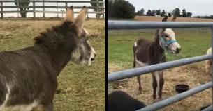 Baby Donkey's Sad Missing His Mom Only To Have The Most Adorable Reaction When He Looks Through Gate Baby Donkey's Sad Missing His Mom Only To Have The Most Adorable Reaction When He Looks Through Gate