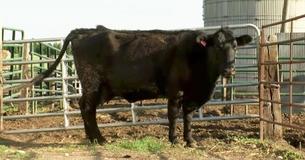 Farmer Believes Cow Is Pregnant, But Stands There Frozen When He Finally Sees “The Baby” Farmer Believes Cow Is Pregnant, But Stands There Frozen When He Finally Sees “The Baby”