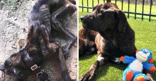 Four Dog Transformation Tales That Will Melt Every Pet Owner’s Heart Four Dog Transformation Tales That Will Melt Every Pet Owner’s Heart