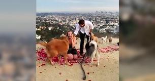 Laura Stampler & Maurice Goldstein's Engagement Combines 16 Dogs, Disney Songs, & An Incredible View Laura Stampler & Maurice Goldstein's Engagement Combines 16 Dogs, Disney Songs, & An Incredible View