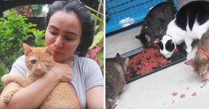 Woman Rescues 158 Cats From Streets Of Indonesia And Dedicates Her Life To Help Them Woman Rescues 158 Cats From Streets Of Indonesia And Dedicates Her Life To Help Them
