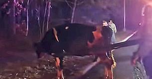 Cow Escapes Truck On Way To Slaughterhouse Making Headlines When Rescuer Discovers A Secret She’s Been Keeping Cow Escapes Truck On Way To Slaughterhouse Making Headlines When Rescuer Discovers A Secret She’s Been Keeping