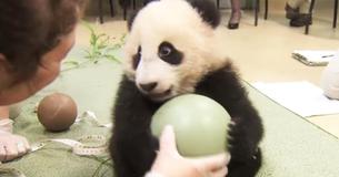 Un adorable bébé panda fait un caprice lorsque le soignant essaye de lui prendre son ballon préféré Un adorable bébé panda fait un caprice lorsque le soignant essaye de lui prendre son ballon préféré