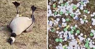 Des voisins remarquent des oiseaux agissant bizarrement dans le parc et découvrent des centaines de pilules jetées dans l'herbe Des voisins remarquent des oiseaux agissant bizarrement dans le parc et découvrent des centaines de pilules jetées dans l'herbe