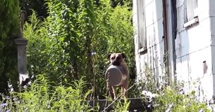 Un chien errant transporte une gamelle partout où il va dans l'espoir que quelqu'un le nourrisse Un chien errant transporte une gamelle partout où il va dans l'espoir que quelqu'un le nourrisse