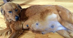 Mom Thinks Dog Is Pregnant With 7 Puppies Only To Find The X-Rays Miscalculated Her Litter Mom Thinks Dog Is Pregnant With 7 Puppies Only To Find The X-Rays Miscalculated Her Litter