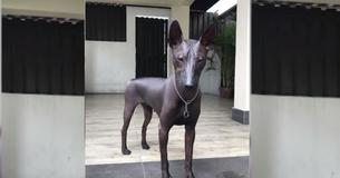 This Unique Breed Of Dog Looks More Like A Statue And It’s Freaking People Out This Unique Breed Of Dog Looks More Like A Statue And It’s Freaking People Out
